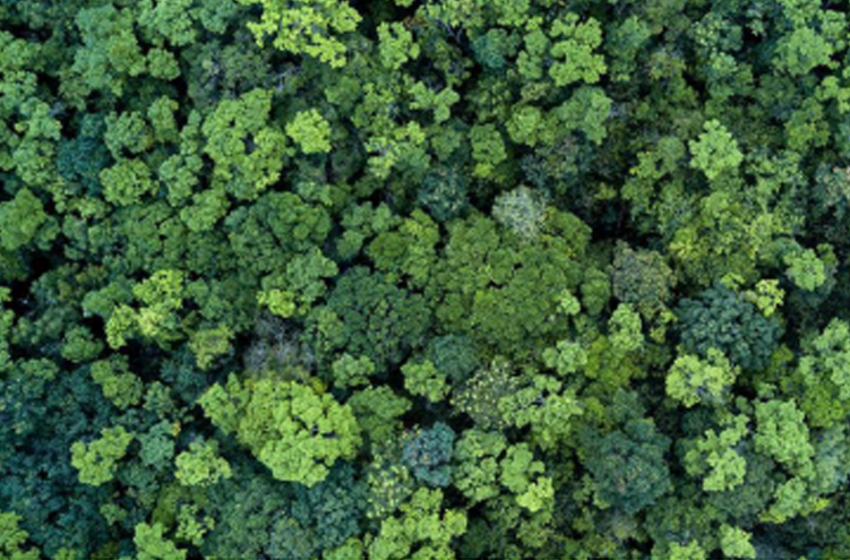  Giornata internazionale delle foreste